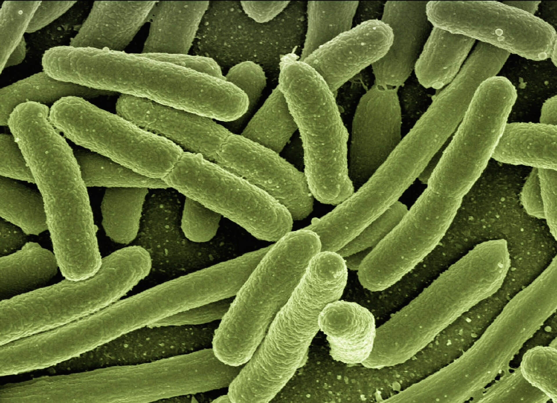 Información sobre bacterias y virus: propiedades, hechos, similitudes y diferencias