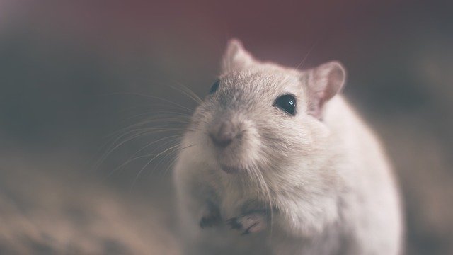 Información sobre ratas: hábitat vivo, reproducción y características