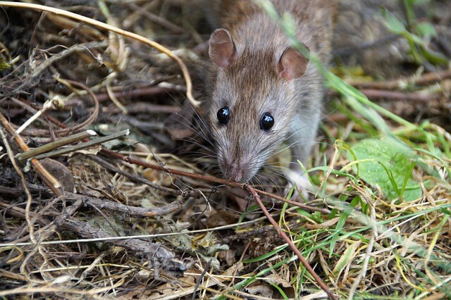 Información sobre ratas: hábitat vivo, reproducción y características
