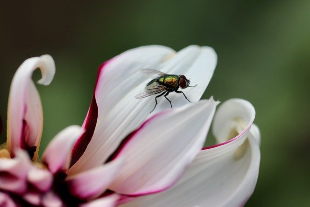 ¿Por qué son importantes las moscas para el ecosistema? Importancia y distribución