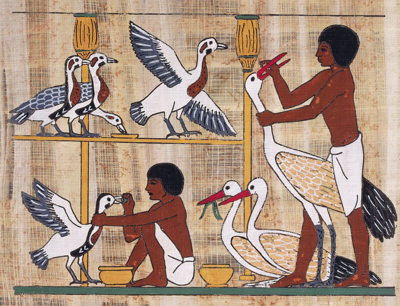 Los gansos en la historia: el antiguo Egipto, los romanos y los antiguos británicos