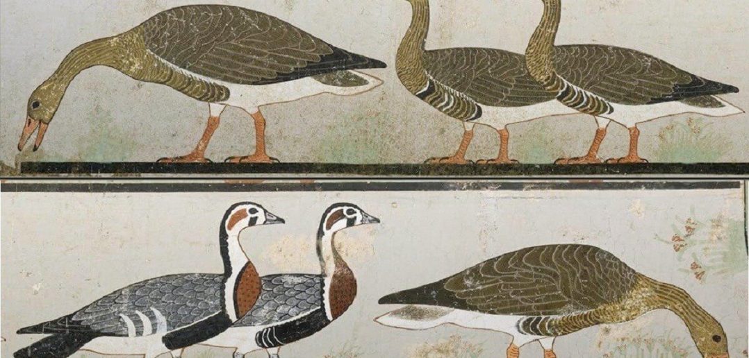 Los gansos en la historia: el antiguo Egipto, los romanos y los antiguos británicos