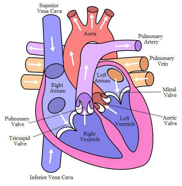 ¿Cómo se mueve la sangre por el cuerpo? Ciclo de bombeo del corazón