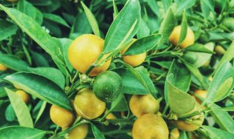 Información sobre el Limón: Tipos de Limones, Cultivo e Historia
