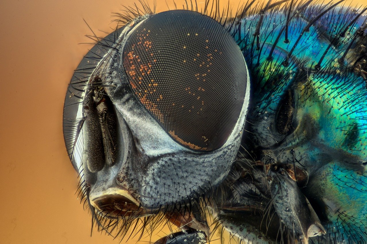 ¿Por qué son importantes las moscas para el ecosistema? Importancia y distribución