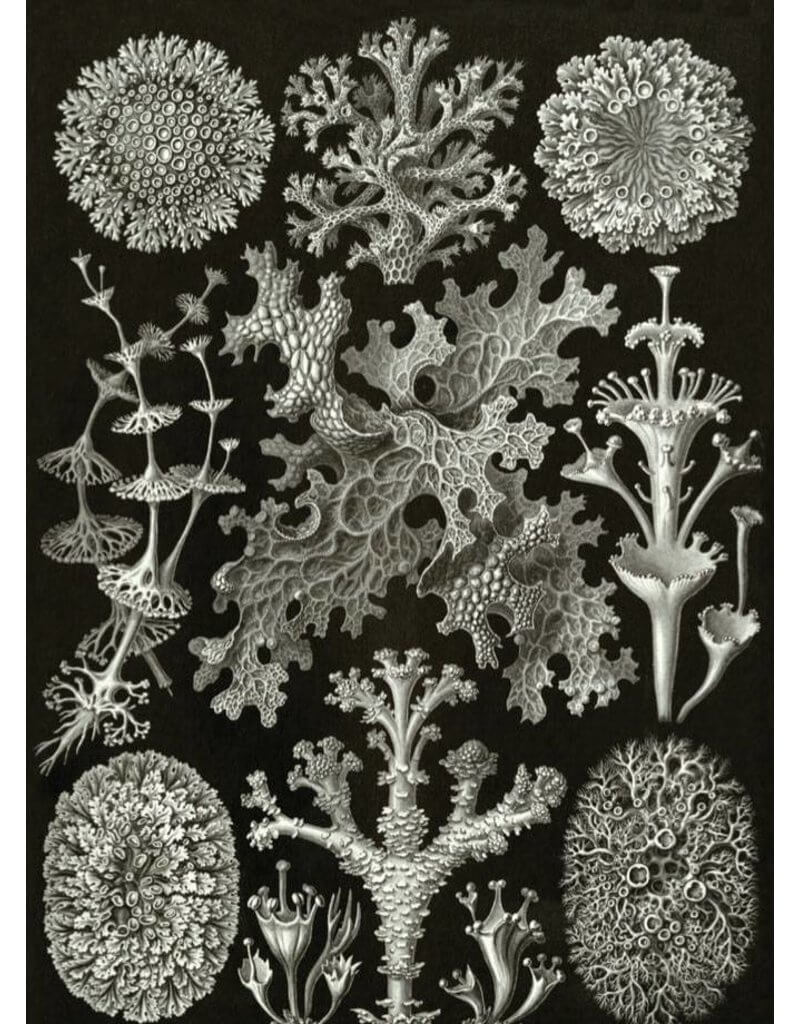 Biografía de Ernst Haeckel - Teoría de la evolución de Ernst Haeckel