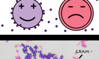 Diferencia Entre Bacterias Grampositivas y Gramnegativas