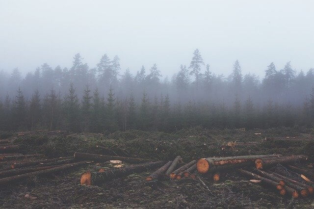 Causas de la deforestación: soluciones para la deforestación y cómo prevenirla