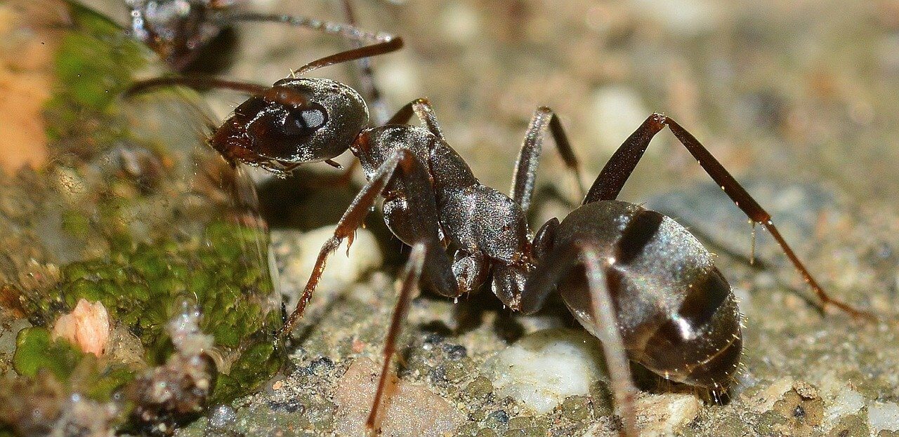 La estructura corporal de las hormigas: ¿qué es la anatomía, la estructura corporal y las partes de las hormigas?