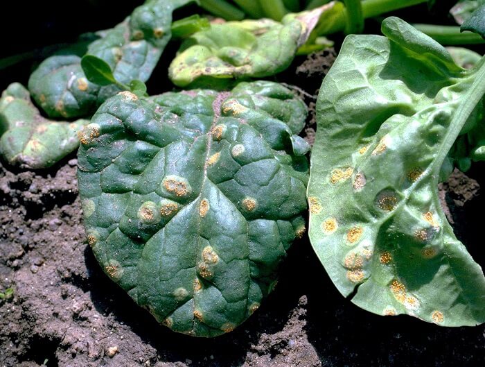 ¿Qué es el hongo óxido? Información sobre el hongo de la roya en las plantas