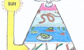 ¿En qué se parece una pirámide energética a una cadena alimentaria?