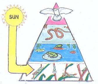 ¿En qué se parece una pirámide energética a una cadena alimentaria?