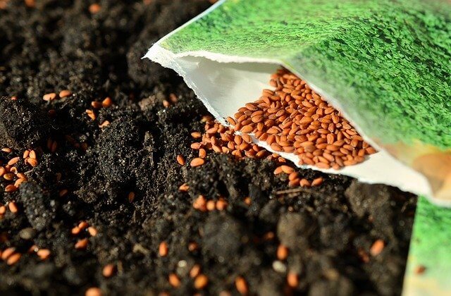 ¿Cómo crecen las semillas? ¿Qué causa el crecimiento de una semilla?
