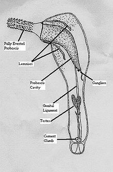 Clasificación, anatomía y ciclo de vida de Acanthocephala