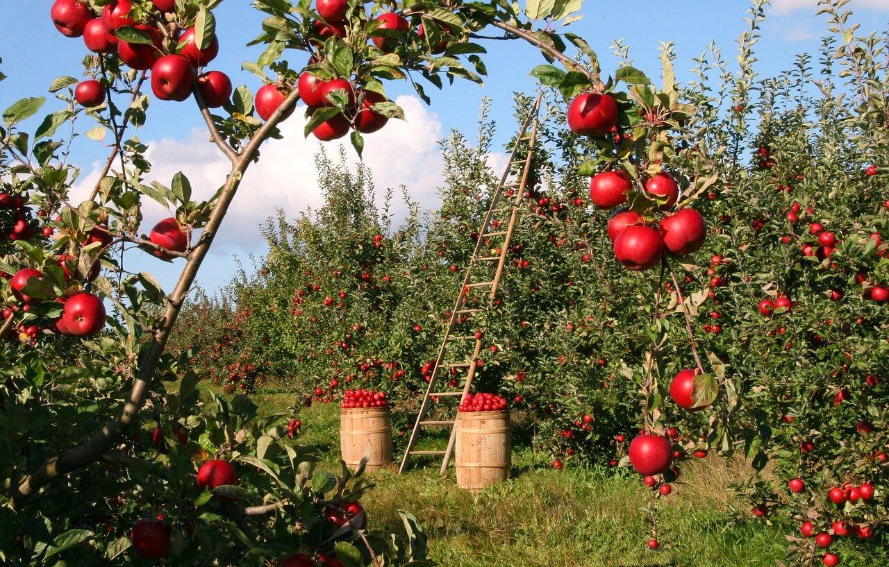 Cultivo de manzanas: ¿cómo cultivar manzanas? y enfermedades de la manzana