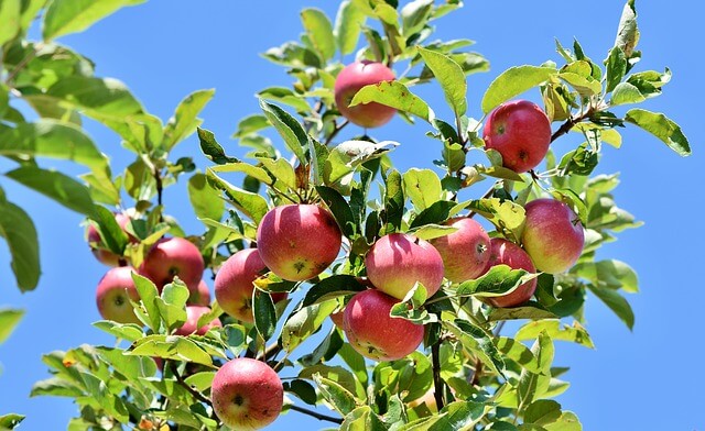 Cultivo de manzanas: ¿cómo cultivar manzanas? y enfermedades de la manzana