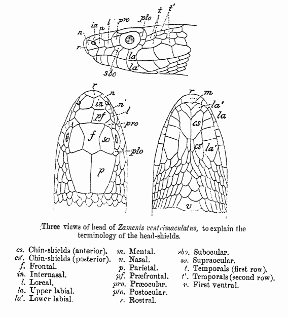 Un diagrama de líneas de La fauna de la India británica de G. A. Boulenger (1890), que ilustra la terminología de los escudos en la cabeza de una serpiente