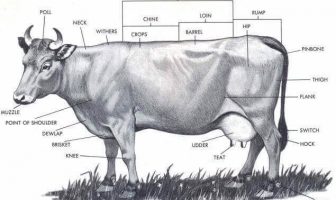 Anatomía y fisiología del ganado (sistema digestivo y anatomía externa)