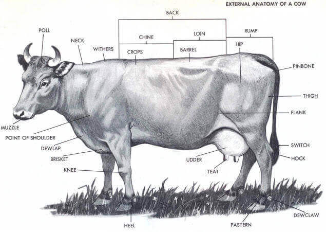 Anatomía y fisiología del ganado (sistema digestivo y anatomía externa)