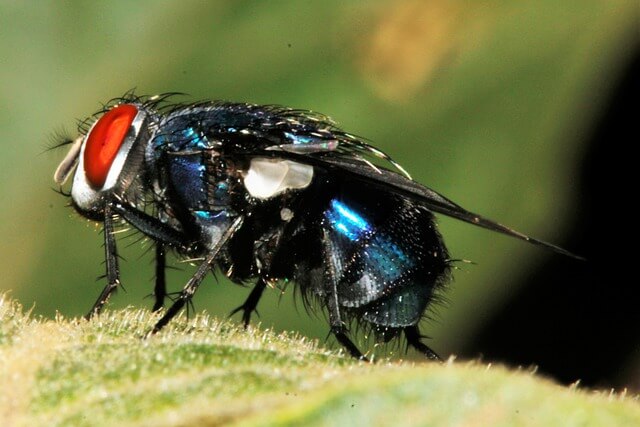 Información sobre la adaptación y el comportamiento de los insectos