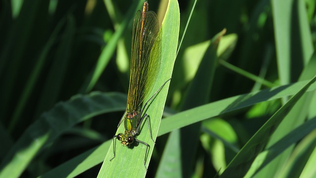 Información sobre la adaptación y el comportamiento de los insectos