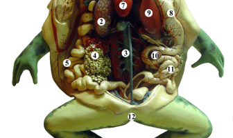 Modelo anatómico de una rana disecada: 1 Aurícula derecha, 2 Pulmones, 3 Aorta, 4 Masa de huevos, 5 Colon, 6 Aurícula izquierda, 7 Ventrículo, 8 Estómago, 9 Hígado, 10 Vesícula biliar, 11 Intestino delgado, 12 Cloaca