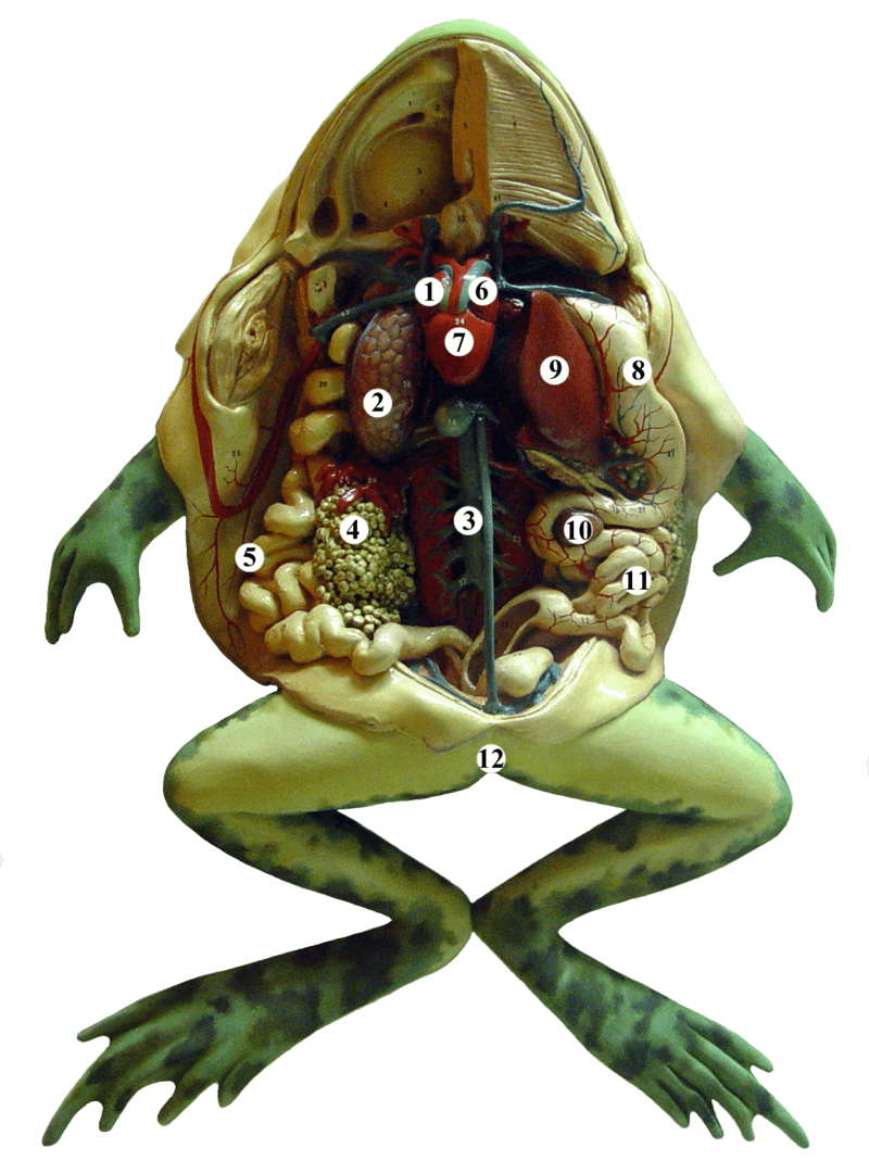 Modelo anatómico de una rana disecada: 1 Aurícula derecha, 2 Pulmones, 3 Aorta, 4 Masa de huevos, 5 Colon, 6 Aurícula izquierda, 7 Ventrículo, 8 Estómago, 9 Hígado, 10 Vesícula biliar, 11 Intestino delgado, 12 Cloaca