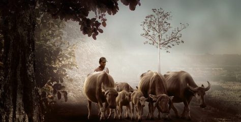 ¿Cuándo se domesticó el ganado? Domesticación e Historia del Ganado