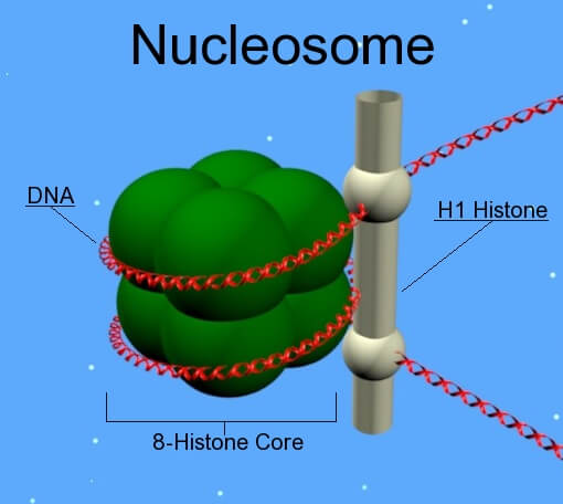 Nucleoproteína: nucleosoma en el que se observa el complejo formado por el ADN con las histonas.