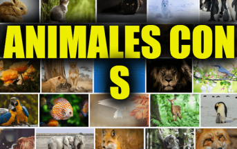 Animales con S, Lista y Descripciones de Animales que Comienzan con la Letra S