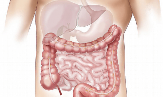 Estructura y funciones del intestino
