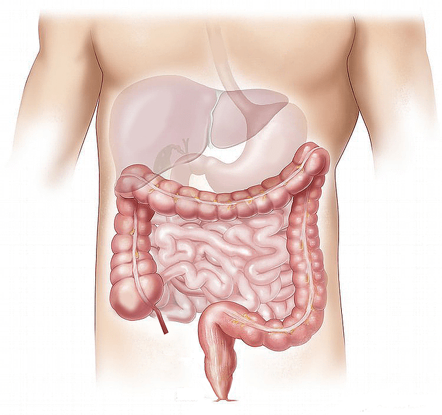 Estructura y funciones del intestino