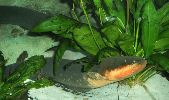 ¿Qué tipo de animal es una anguila eléctrica? Datos interesantes sobre sus características