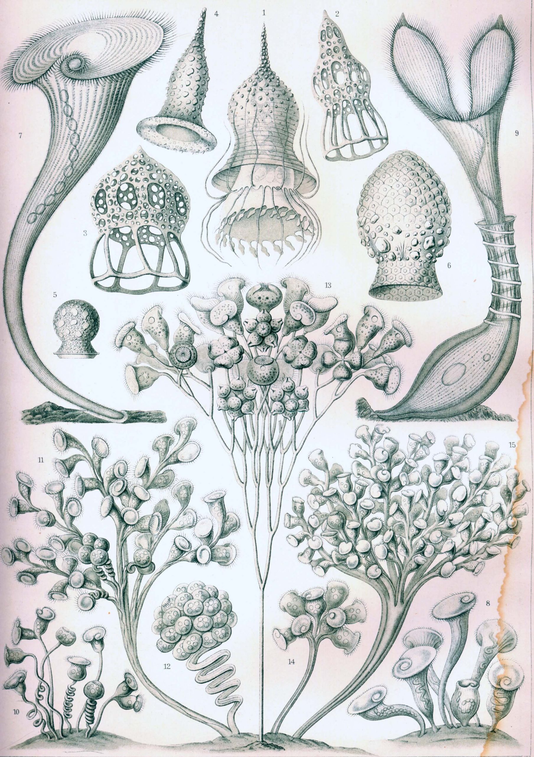 "Ciliata" de Ernst Haeckel (1904)