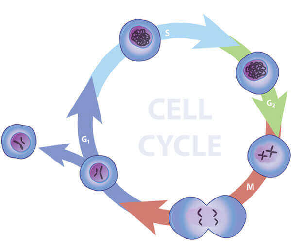 Definición de ciclo celular - ¿Qué es una definición corta de ciclo celular?
