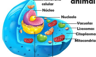 Estructura de la célula animal - Funciones de los componentes de la célula animal