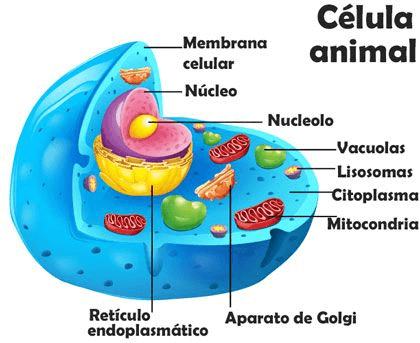 Estructura de la célula animal - Funciones de los componentes de la célula animal