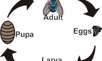 Ciclo de Vida de una Mosca (Huevo, Larva, Pupa, Adulto)