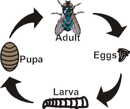 Ciclo de Vida de una Mosca (Huevo, Larva, Pupa, Adulto)