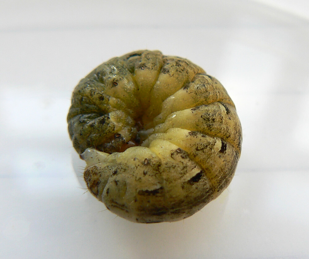 La larva del gusano cortador de la gran ala amarilla (Noctua pronuba)