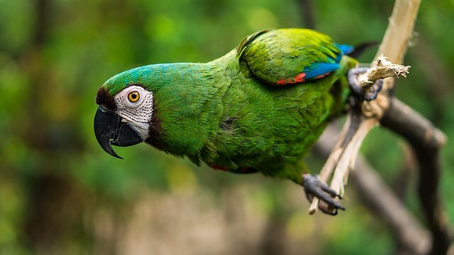 Las aves paseriformes son más coloridas cerca del ecuador, confirma un estudio