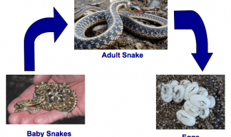 Ciclo de vida de las serpientes