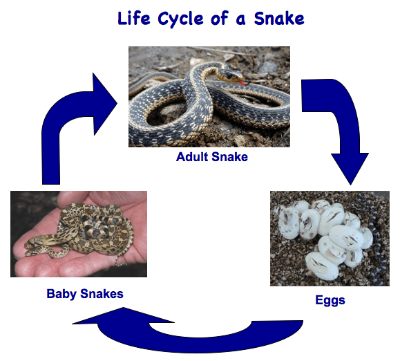 Ciclo de vida de las serpientes