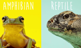 Diferencias y características comunes entre reptiles y anfibios