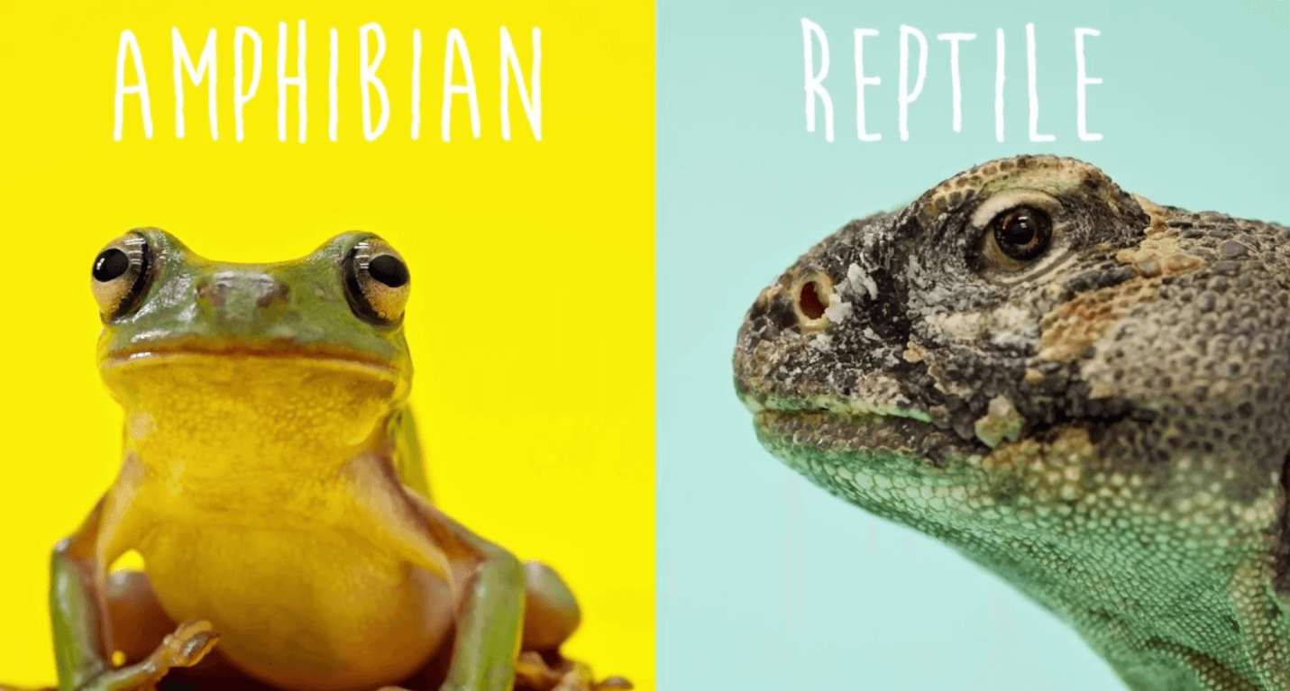 Diferencias y características comunes entre reptiles y anfibios