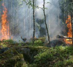 Efectos de los incendios forestales y prevención