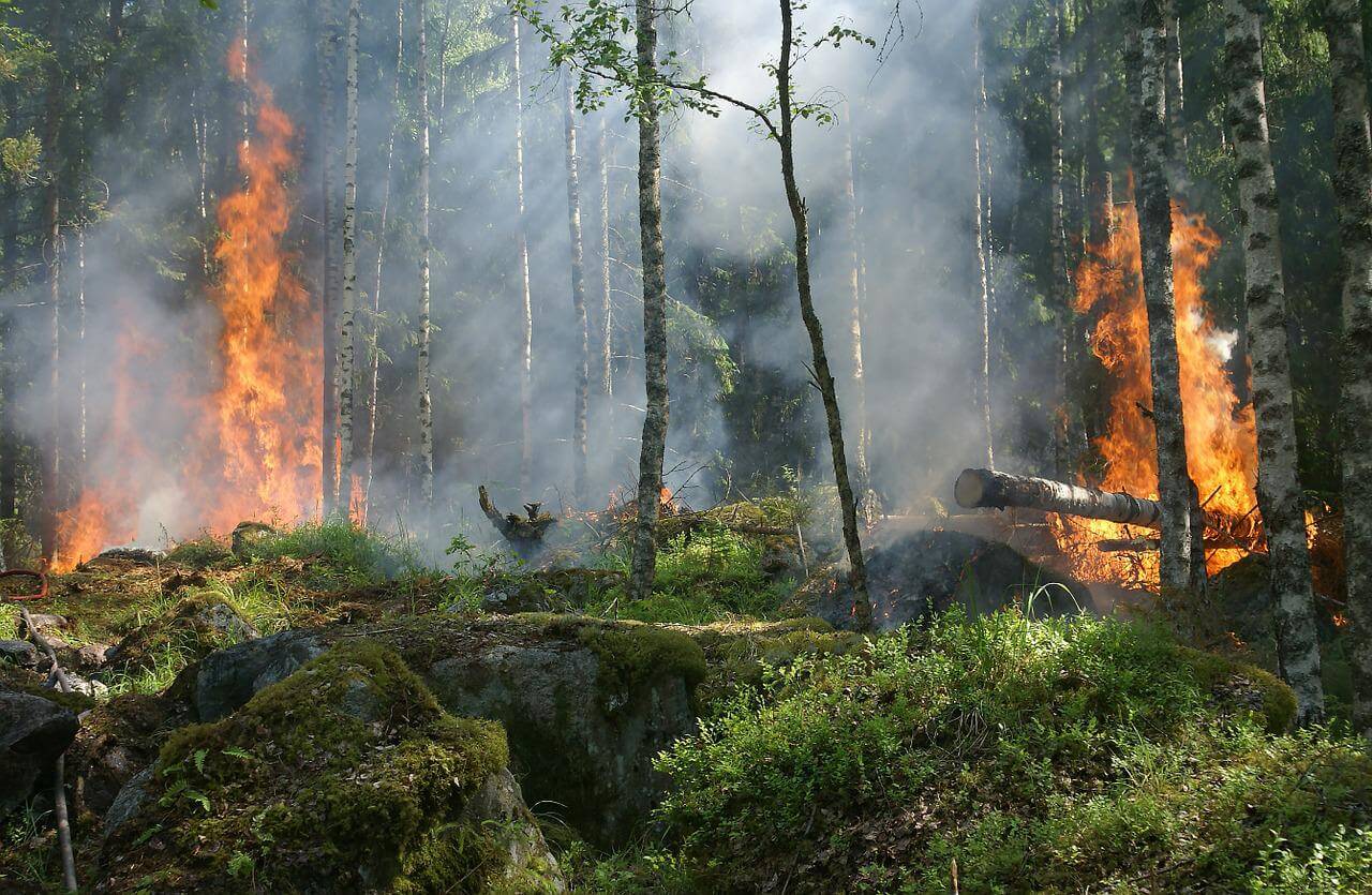 Efectos de los incendios forestales y prevención