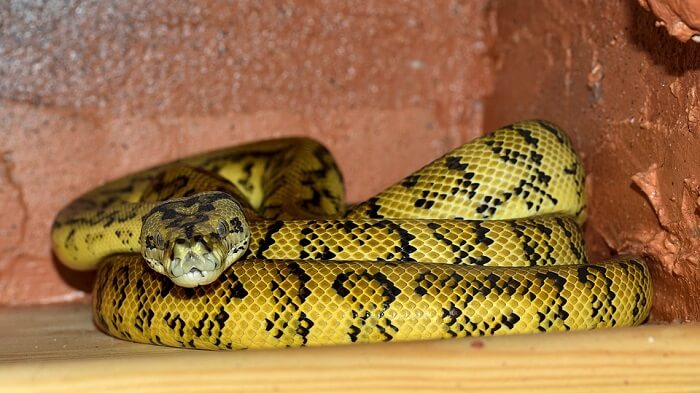 Serpiente Amarilla