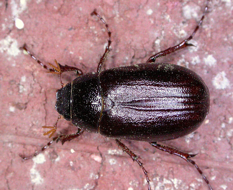 Escarabajo Robusto del Sol (Phyllophaga spp.)